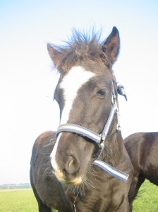 Obrazek