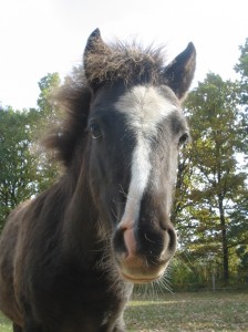 Obrazek